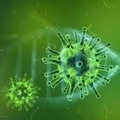 Diario Frontera, Frontera Digital,  COVID-19, Salud, ,OMS dice que el nuevo coronavirus es de origen natural