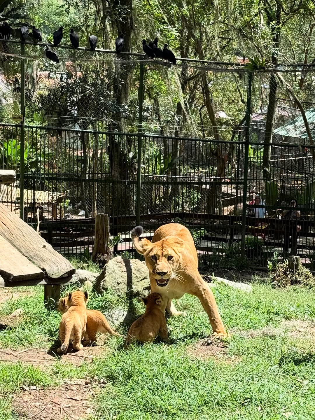 Diario Frontera, Frontera Digital,  Regionales, ,Los leoncitos de Carú salen por primera vez junto a su madre en el Zoológico Chorros de Milla de Mérida