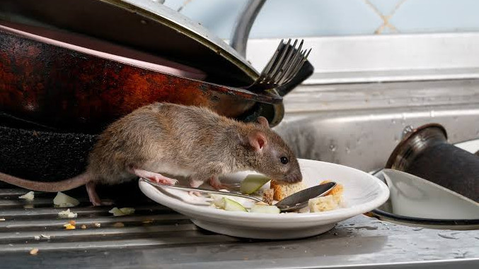 http://fronteradigital.com.ve/Huniades Urbina explica medidas preventivas contra el hantavirus: la limpieza es la clave