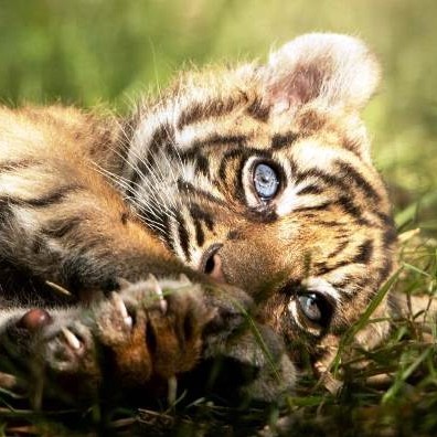 Diario Frontera, Frontera Digital,  TIGRE DE SUMATRA, Curiosidades, ,Nace un raro ejemplar de tigre de Sumatra 
en un zoo de Polonia