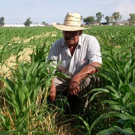 Diario Frontera, Frontera Digital,  AGRICULTORES, Nacionales, ,Agricultores alertan pérdidas de alimentos por falta de combustible