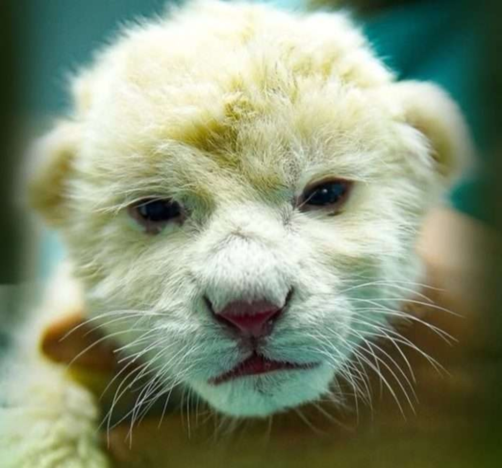 Diario Frontera, Frontera Digital,  Nacionales, ,Nacen dos cachorros de león blanco de Timbavati en el Zoológico de Las Delicias en Maracay