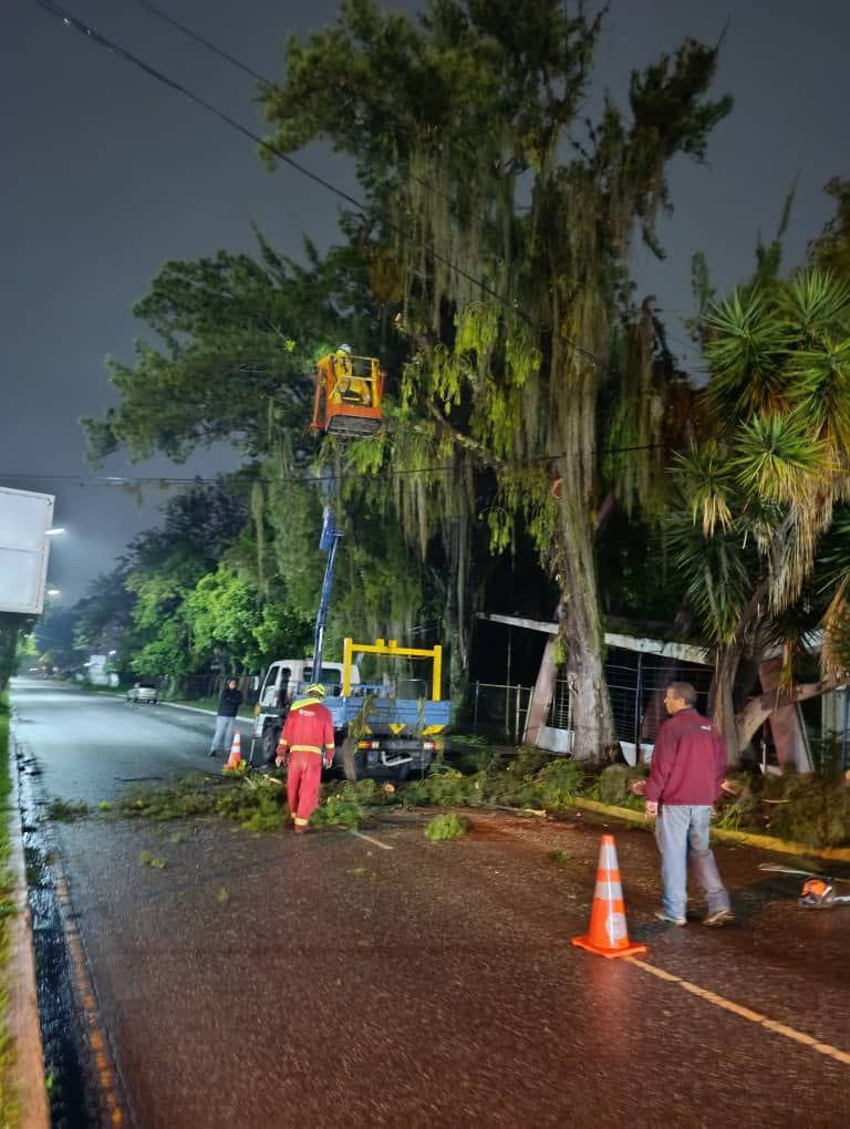 Diario Frontera, Frontera Digital,  Regionales, ,Alcaldía de Mérida ejecuta operativo de pica y poda en la ciudad