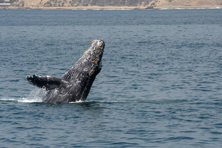 Diario Frontera, Frontera Digital,  Curiosidades, ,Es físicamente imposible que una ballena jorobada se trague a una persona
