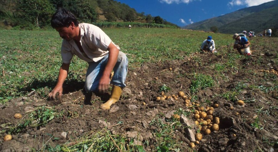 Diario Frontera, Frontera Digital,  Páramo, ,Agricultores de Mérida denuncian crisis en producción de hortalizas por contrabando y factores económicos
