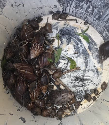 Diario Frontera, Frontera Digital,  Mocoties, ,Liceo Dr. "José Ramón Vega" en Zea en alerta ante la aparición de la especie invasora Caracol Africano