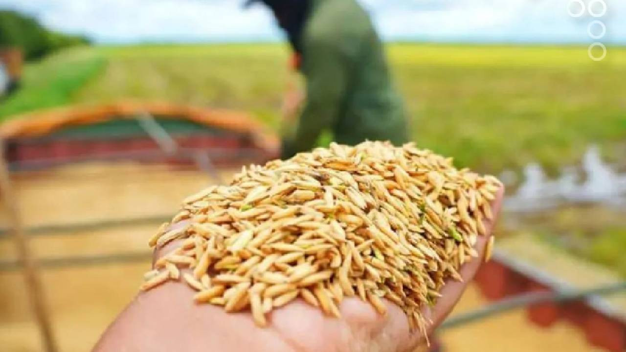 Diario Frontera, Frontera Digital,  Nacionales, ,Afirman que la producción de arroz ha abastecido un 72% del consumo nacional
