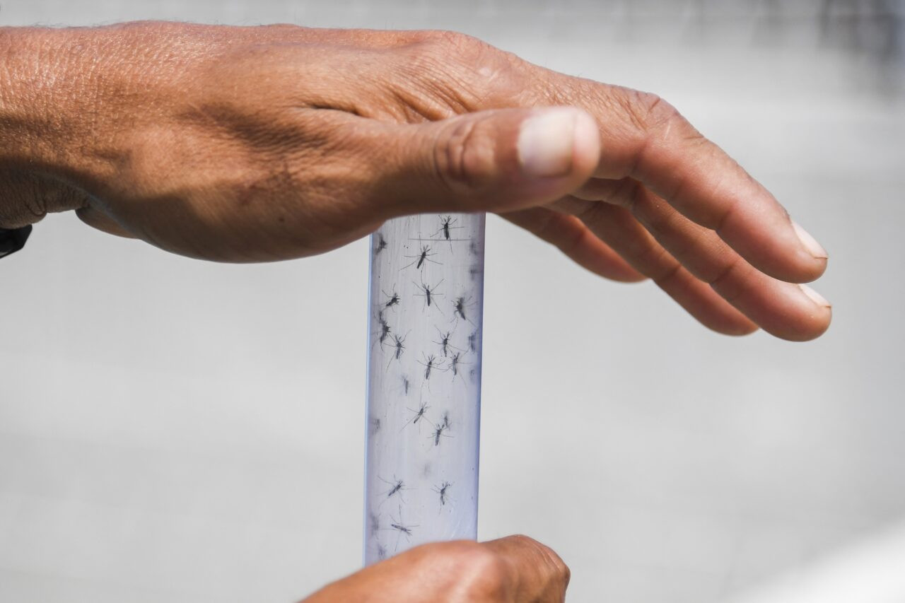 Diario Frontera, Frontera Digital,  Salud, ,Advierten sobre posible aumento de chikungunya ante temporada de lluvias en Venezuela