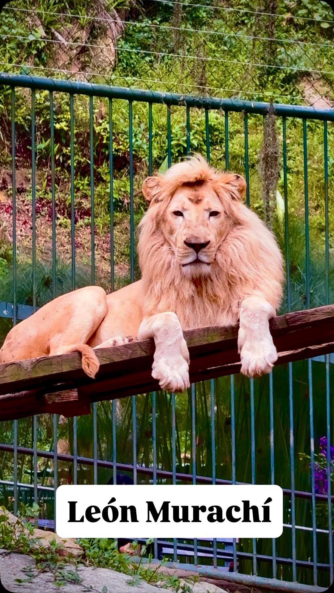 Diario Frontera, Frontera Digital,  Regionales, ,Un nuevo capítulo de conservación de fauna silvestre: crías de león nacen en el Zoológico Chorros de Milla en Mérida