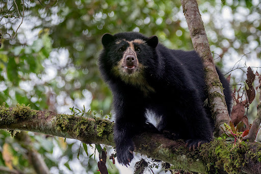 Diario Frontera, Frontera Digital,  Regionales, ,Autoridades en Mérida llaman a proteger animales en peligro de extinción