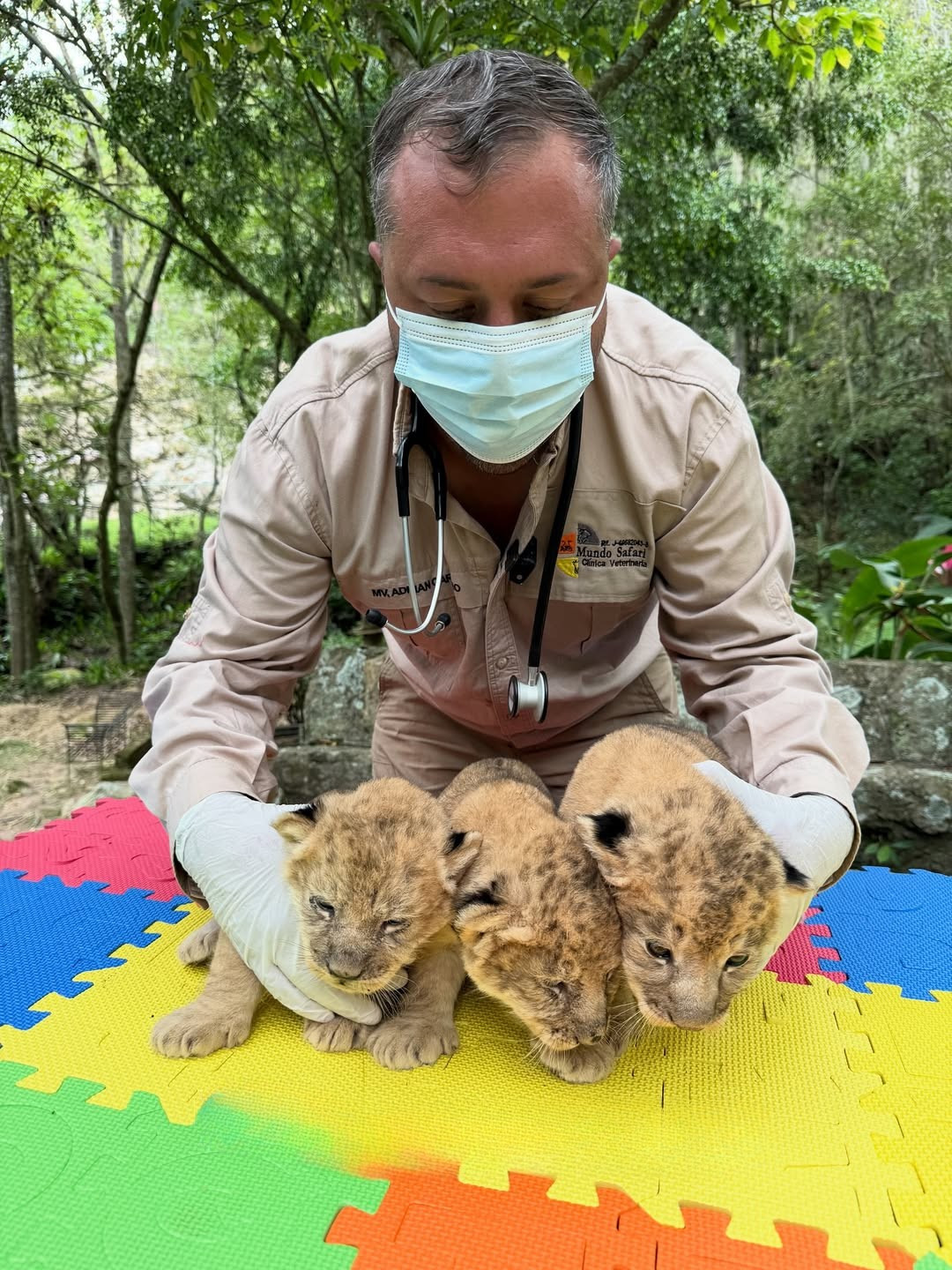 Diario Frontera, Frontera Digital,  Regionales, ,Confirman excelente estado de salud de los tres cachorros de león 
nacidos en el zoológico Chorros de Milla