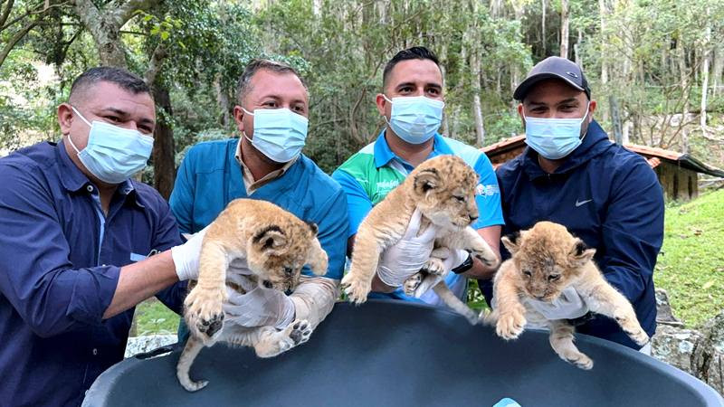 Diario Frontera, Frontera Digital,  Regionales, ,Nacimiento de leones en el Zoológico Chorros de Milla 
es un hito para la conservación y el turismo en Mérida
