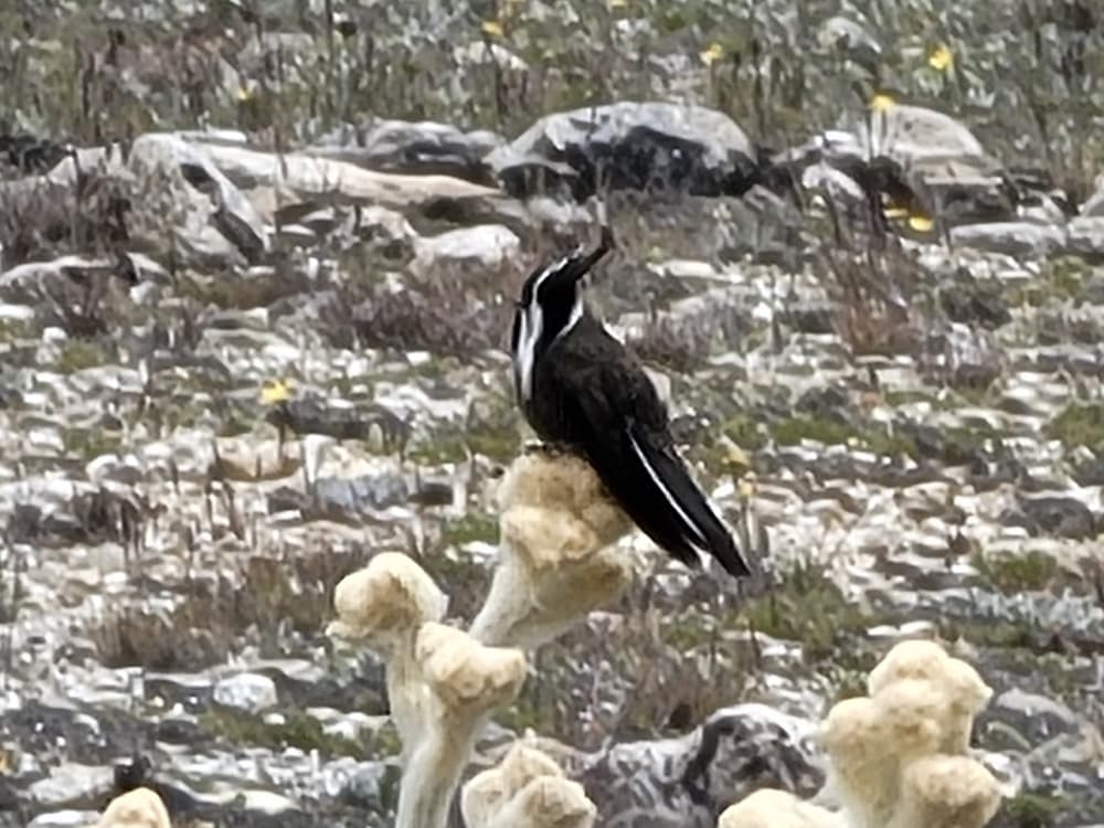 Diario Frontera, Frontera Digital,  Regionales, ,Expertos promueven la conservación y el potencial de 600 especies de aves andinas