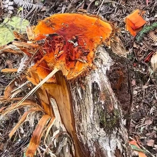 Diario Frontera, Frontera Digital,  Mocoties, ,Productores de Bailadores pidieron intervención urgente 
para parar tala y deforestación en el sector Las Minas