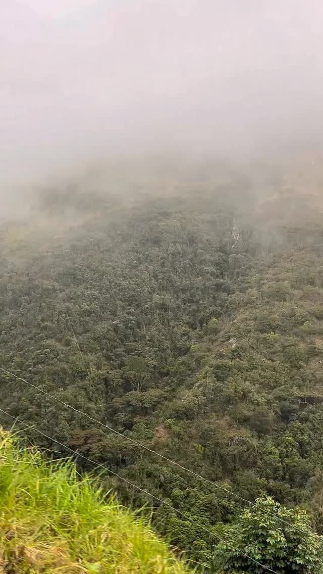 Diario Frontera, Frontera Digital,  Mocoties, ,Multan con 400 unidades tributarias a propietario de finca por tala de árboles en el sector Las Minas de Bailadores