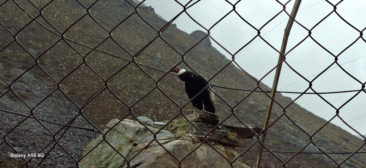 Diario Frontera, Frontera Digital,  Páramo, ,El secretario para el Desarrollo del Ecosocialismo destacó que la liberación de “Combatiente” representa un avance significativo en las acciones de conservación de especies protegidas,Cóndor andino “Combatiente” regresa a su hábitat natural en Mifafí