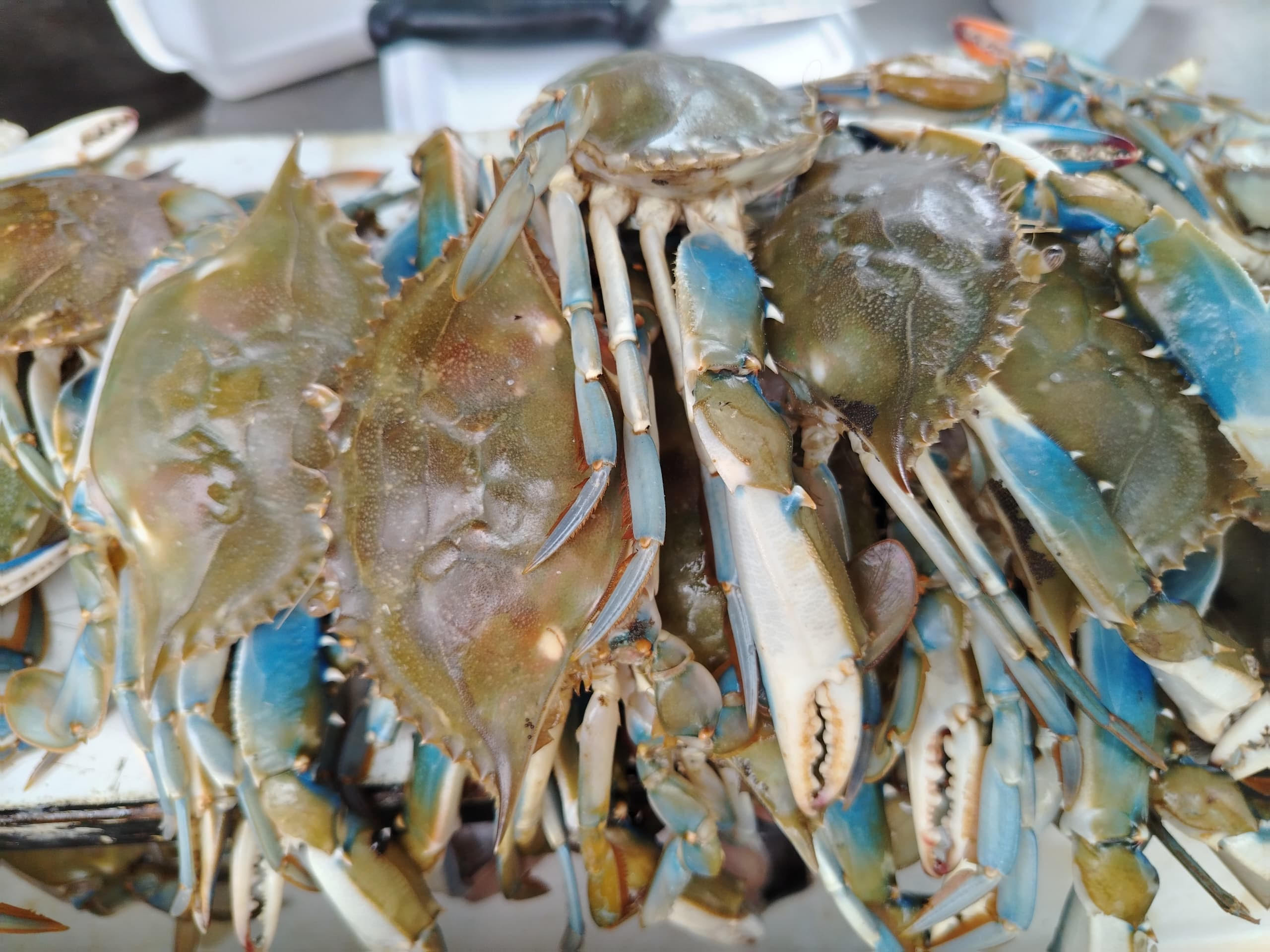 Diario Frontera, Frontera Digital,  El Vigía Panamericana, ,La Ruta del Cangrejo azul comenzará en la capital merideña el 29 de abril y se extiende a los 23 municipios del estado durante el mes de mayo.,Palmarito se consolida como eje pesquero en Mérida con el impulso a la "Ruta del Cangrejo Azul"