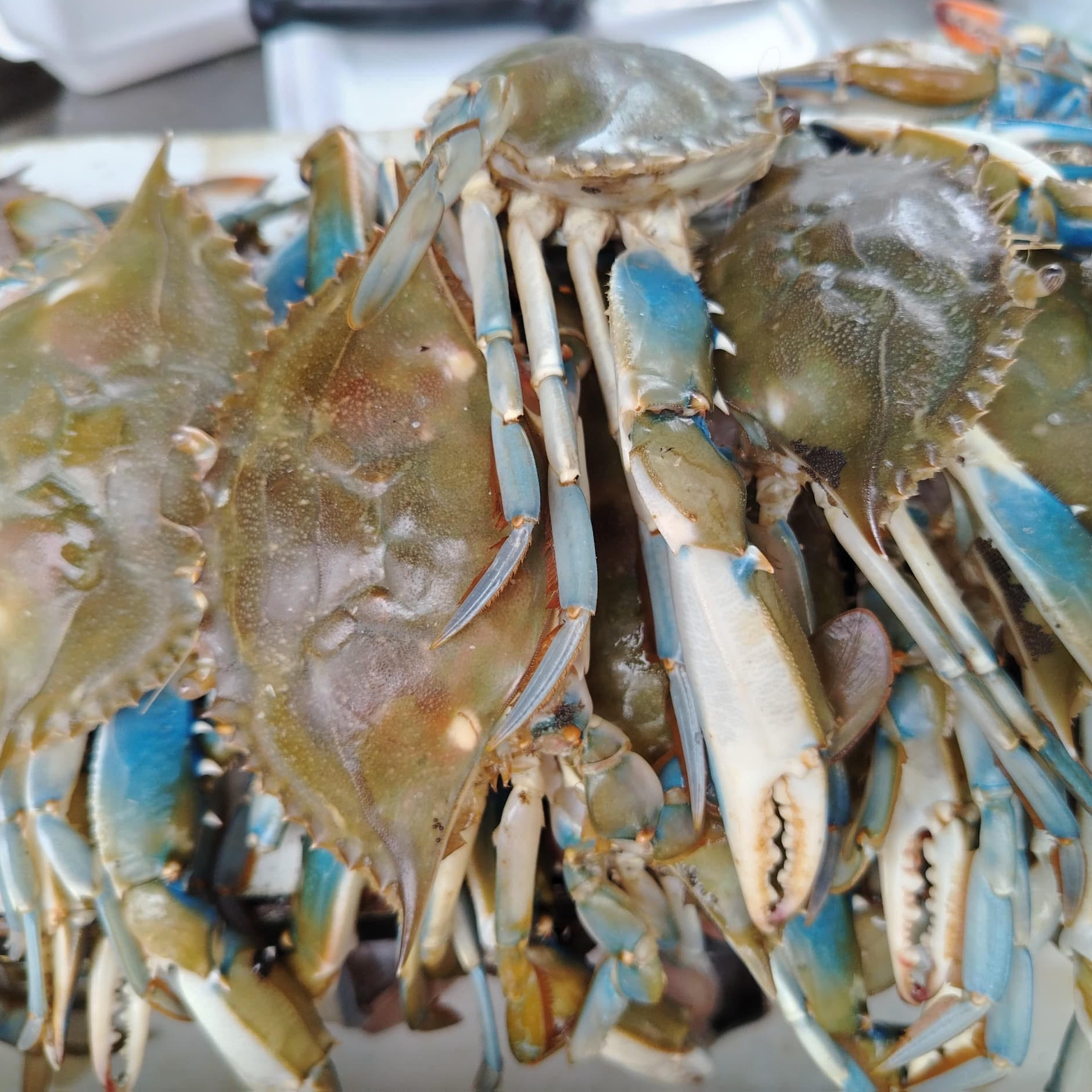 Frontera Digital,  El Vigía Panamericana,  Palmarito se consolida como eje pesquero en Mérida con el impulso a la "Ruta del Cangrejo Azul"