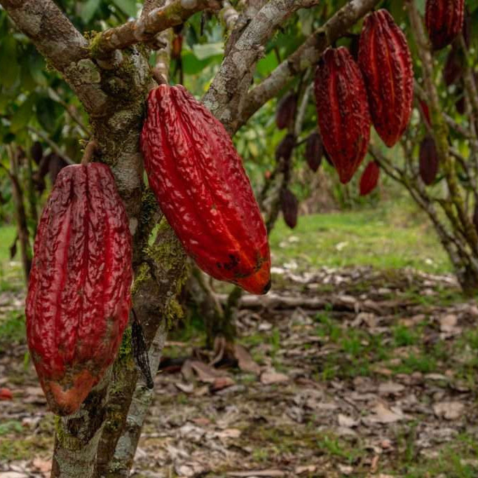 Frontera Digital,  Nacionales,  AN aprobó en segunda discusión 18 artículos del proyecto de ley del Cacao