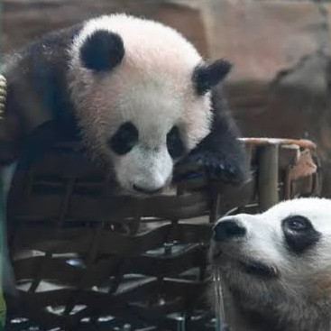Frontera Digital,  Internacionales,  Debuta el primer oso panda gigante nacido Indonesia: Satrio "Rio" Wiratama