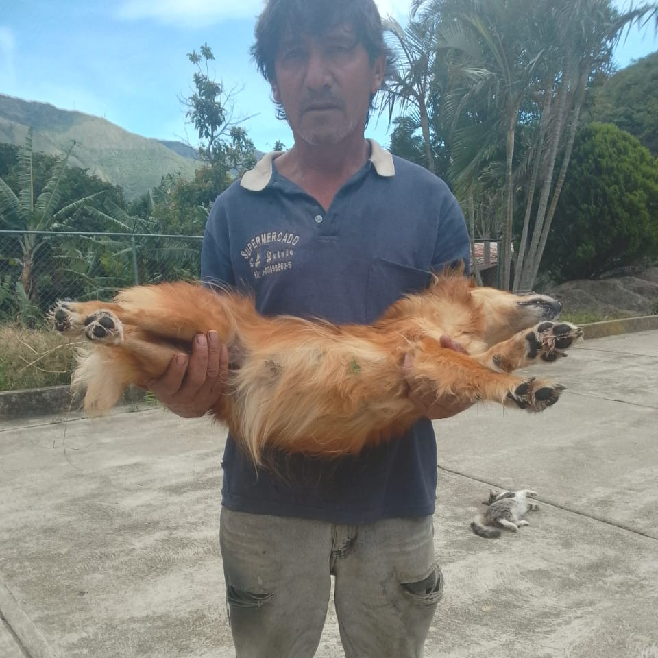 Frontera Digital, Diario Frontera, Alerta en Bailadores: Denuncian envenenamiento de siete mascotas en El Rincón de La Laguna