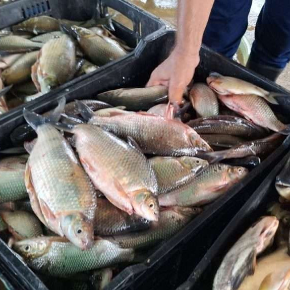 Frontera Digital,  Regionales,  Plan Coporo en Mérida cosechó más de 500 kilogramos de la especie
