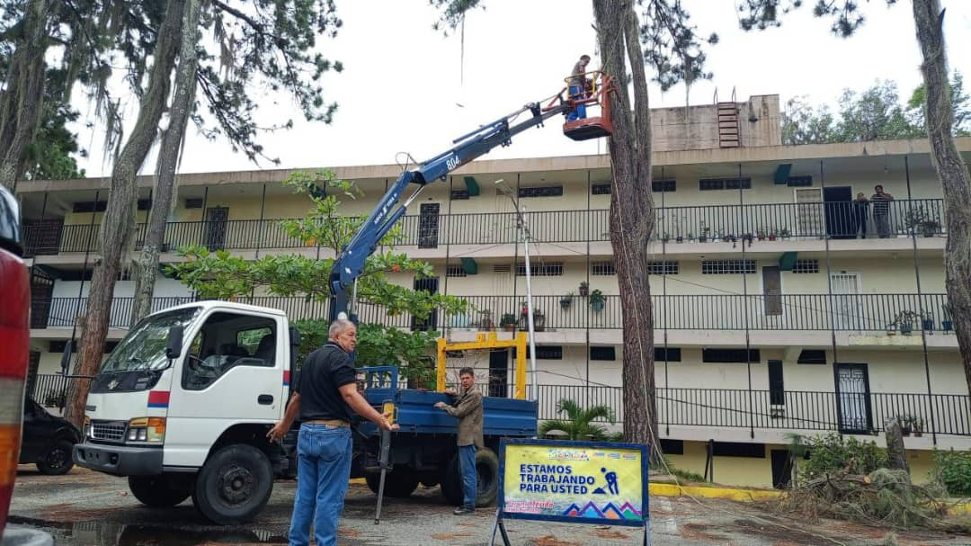 Diario Frontera, Frontera Digital,  Regionales, ,Alcaldía de Mérida realiza operativo de poda de árboles en Residencias Santa Mónica