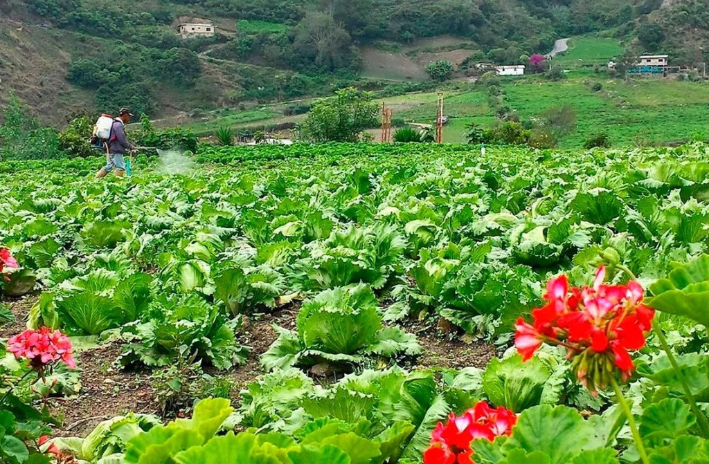 Diario Frontera, Frontera Digital,  Nacionales, ,Altos costos de insumos perjudica producción de hortalizas en el país
