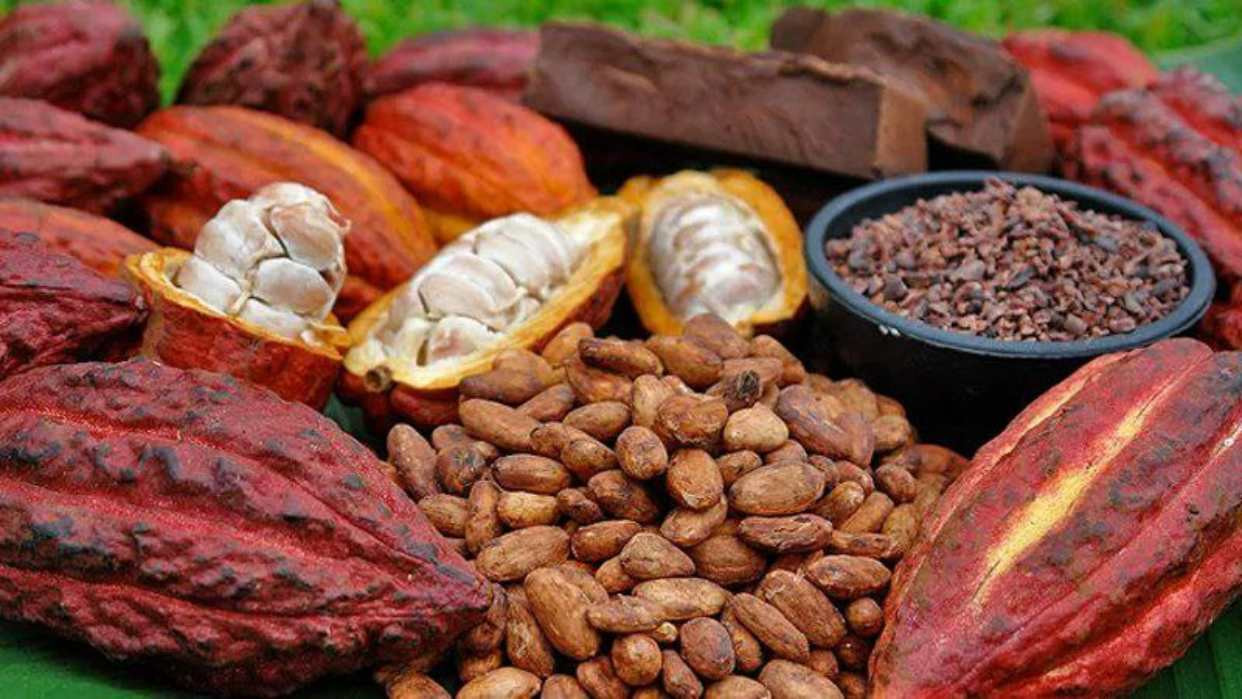 Diario Frontera, Frontera Digital,  Nacionales, ,Venezuela registra un récord histórico de exportaciones de cacao en 2025