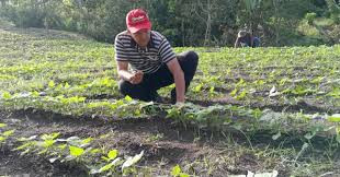 Diario Frontera, Frontera Digital,  Regionales, ,Durante la jornada de campo en el centro de investigación, el equipo técnico recibió formación integral sobre los procesos de preservación, cosecha y poscosecha de variedades con alto valor genético,Gobernación de Mérida fortalece soberanía alimentaria con semillas de café certificado