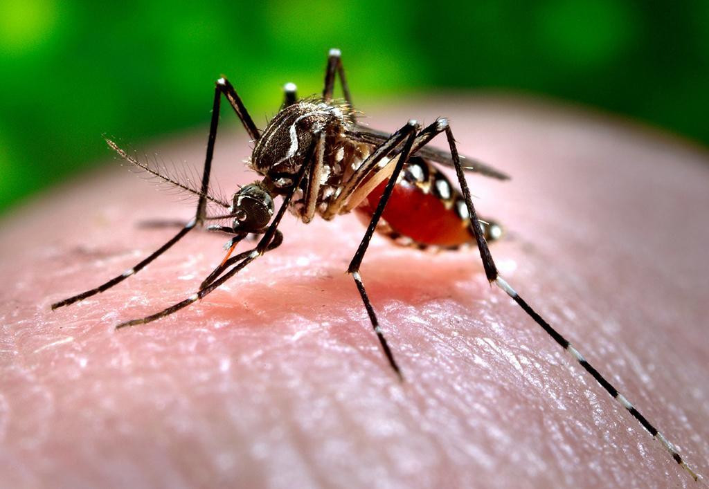 Diario Frontera, Frontera Digital,  Internacionales, ,Cuba acumula más de 50.000 casos de Chikungunya y 55 muertes