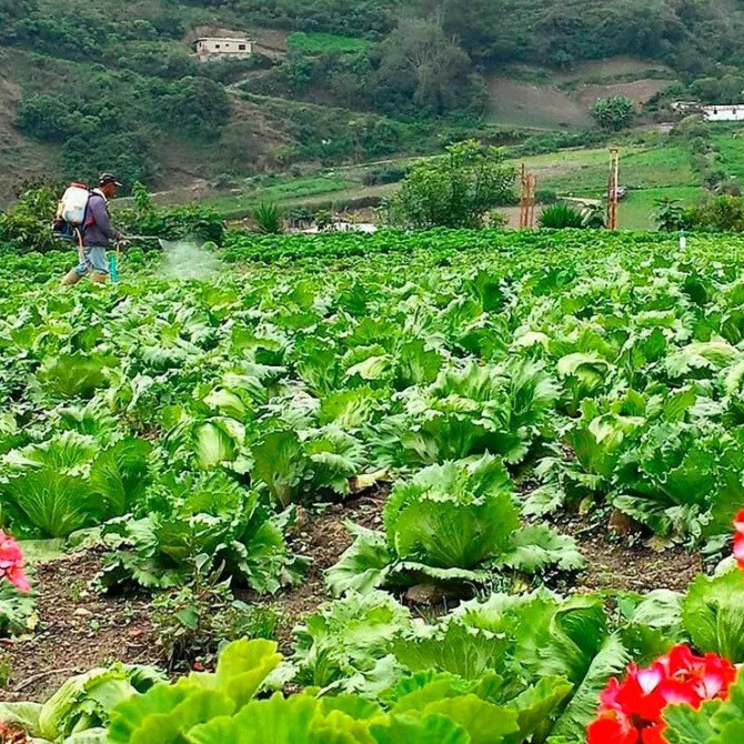 Diario Frontera, Frontera Digital,  Nacionales, ,Altos costos de insumos perjudica producción de hortalizas en el país