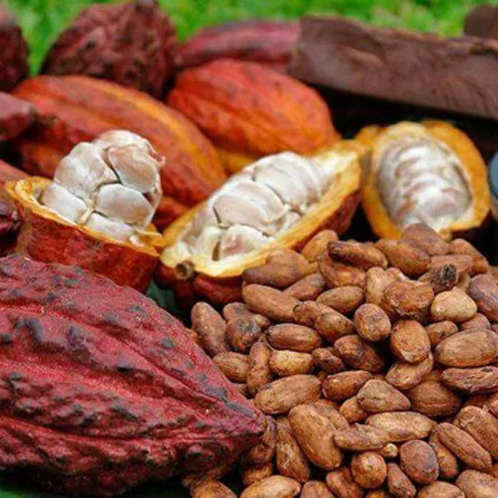 Diario Frontera, Frontera Digital,  Nacionales, ,Venezuela registra un récord histórico de exportaciones de cacao en 2025