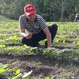 Diario Frontera, Frontera Digital,  Regionales, ,Gobernación de Mérida fortalece soberanía alimentaria con semillas de café certificado