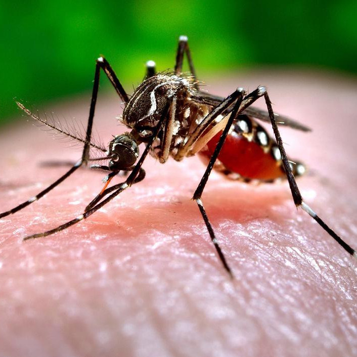 Diario Frontera, Frontera Digital,  Internacionales, ,Cuba acumula más de 50.000 casos de Chikungunya y 55 muertes