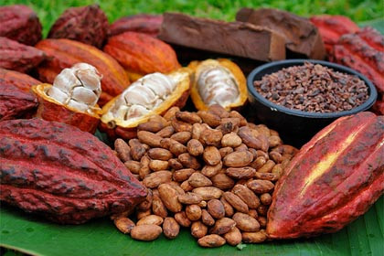 Diario Frontera, Frontera Digital,  Regionales, ,La ULA abre inscripciones para la III cohorte del Diplomado en Manejo Integral del Cultivo de Cacao