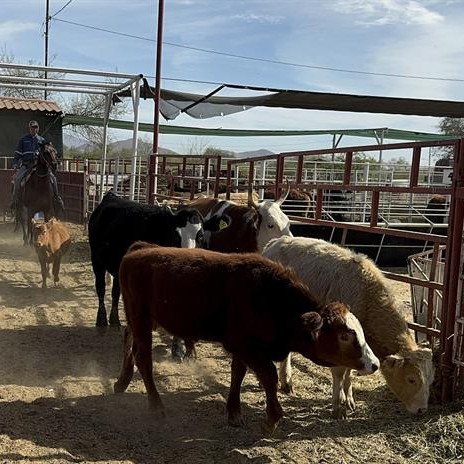 Diario Frontera, Frontera Digital,  Nacionales, ,Fedenaga exige justicia tras asesinato de productor y alerta sobre falta de seguridad rural en Venezuela
