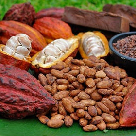Diario Frontera, Frontera Digital,  Regionales, ,La ULA abre inscripciones para la III cohorte del Diplomado en Manejo Integral del Cultivo de Cacao