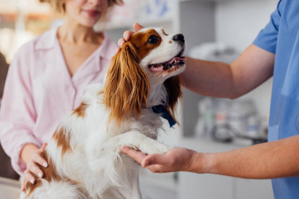 Diario Frontera, Frontera Digital,  Nacionales, ,Crecen casos de moquillo canino en Venezuela, alertan veterinarios
