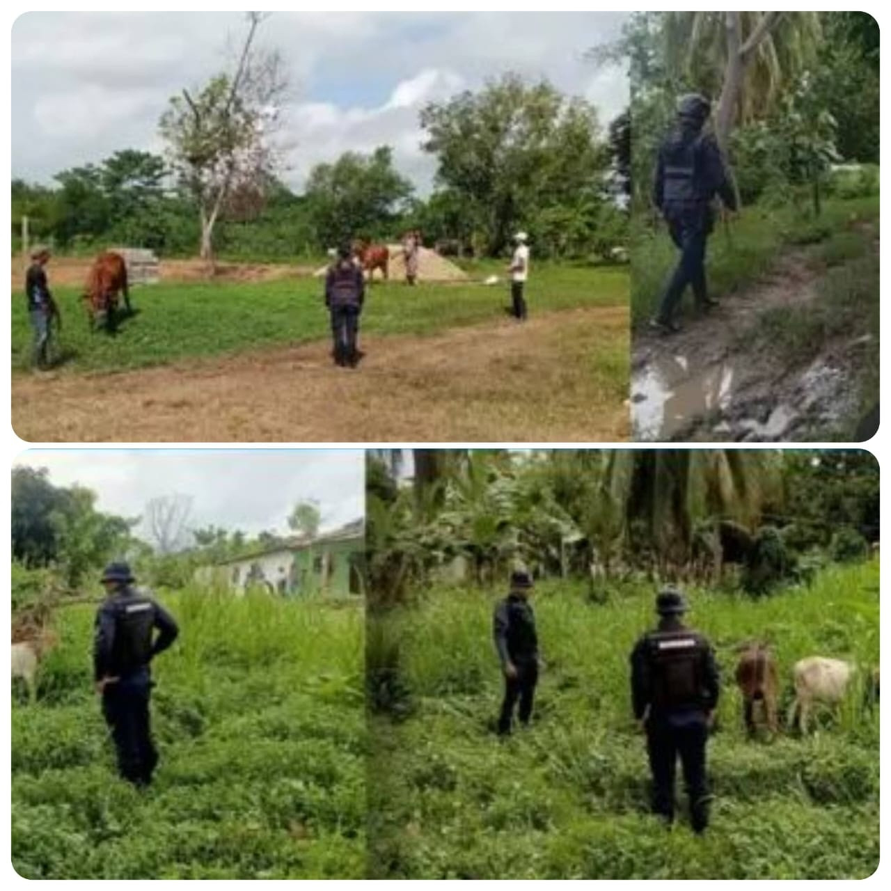 Diario Frontera, Frontera Digital,  Sucesos, El Vigía Panamericana, ,Los bovinos fueron trasladados a la sede de la UPAR y entregados a su dueño tras la verificación correspondiente,Policía Rural de Mérida recuperó cuatro bovinos hurtados 
en municipios de la Panamericana en tiempo récord