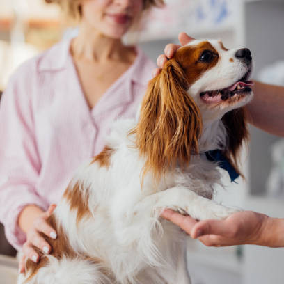 Diario Frontera, Frontera Digital,  Nacionales, ,Crecen casos de moquillo canino en Venezuela, alertan veterinarios