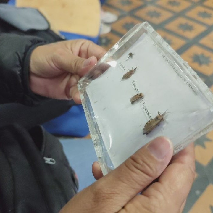 Diario Frontera, Frontera Digital,  Regionales, ,Mérida registra cuatro años con cero pacientes de Chagas