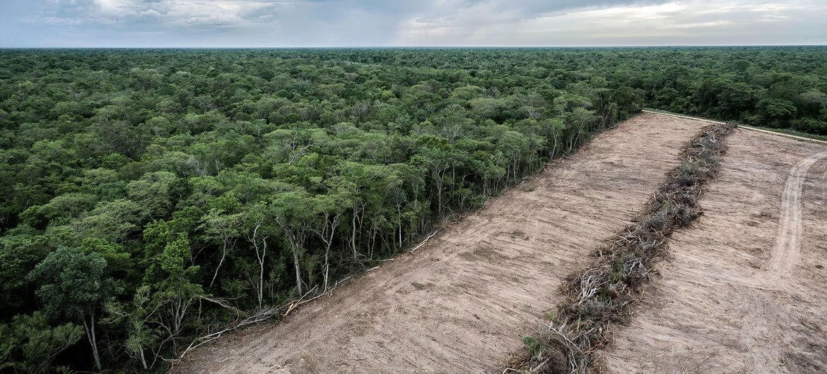Diario Frontera, Frontera Digital,  Internacionales, ,América del Sur, en una década vio desaparecer unos 41 millones de hectáreas, un promedio de 4,10 millones cada año.,Sudamérica registra la mayor pérdida de bosques del planeta