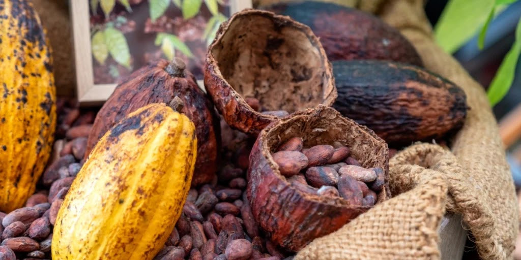Diario Frontera, Frontera Digital,  Nacionales, ,El cacao criollo suma cuatro medallas de oro en Burdeos