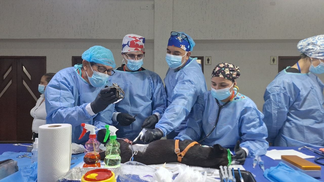 Diario Frontera, Frontera Digital,  Regionales, ,Mega jornada de esterilización atendió a más de 180 animales domésticos