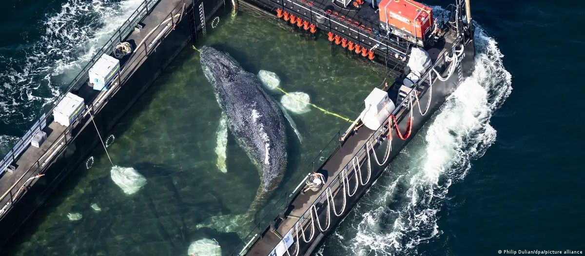 Diario Frontera, Frontera Digital,  Internacionales, ,La ballena jorobada "Timmy" fue izada con una grúa de carga en la bahía de Wismar para ser trasladada a aguas más profundas del mar Báltico.,La ballena "Timmy": rescate espectacular con final incierto