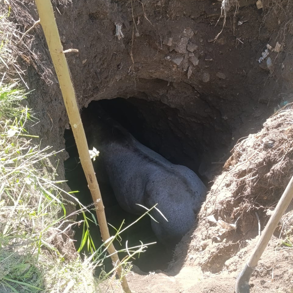 Diario Frontera, Frontera Digital,  Sucesos, ,Bomberos de Tovar rescatan a un equino tras caer en fosa de tres metros
