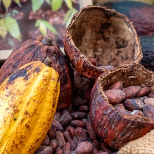 Diario Frontera, Frontera Digital,  Nacionales, ,El cacao criollo suma cuatro medallas de oro en Burdeos