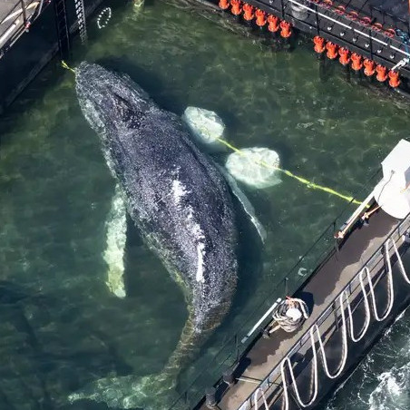 Diario Frontera, Frontera Digital,  Internacionales, ,La ballena "Timmy": rescate espectacular con final incierto
