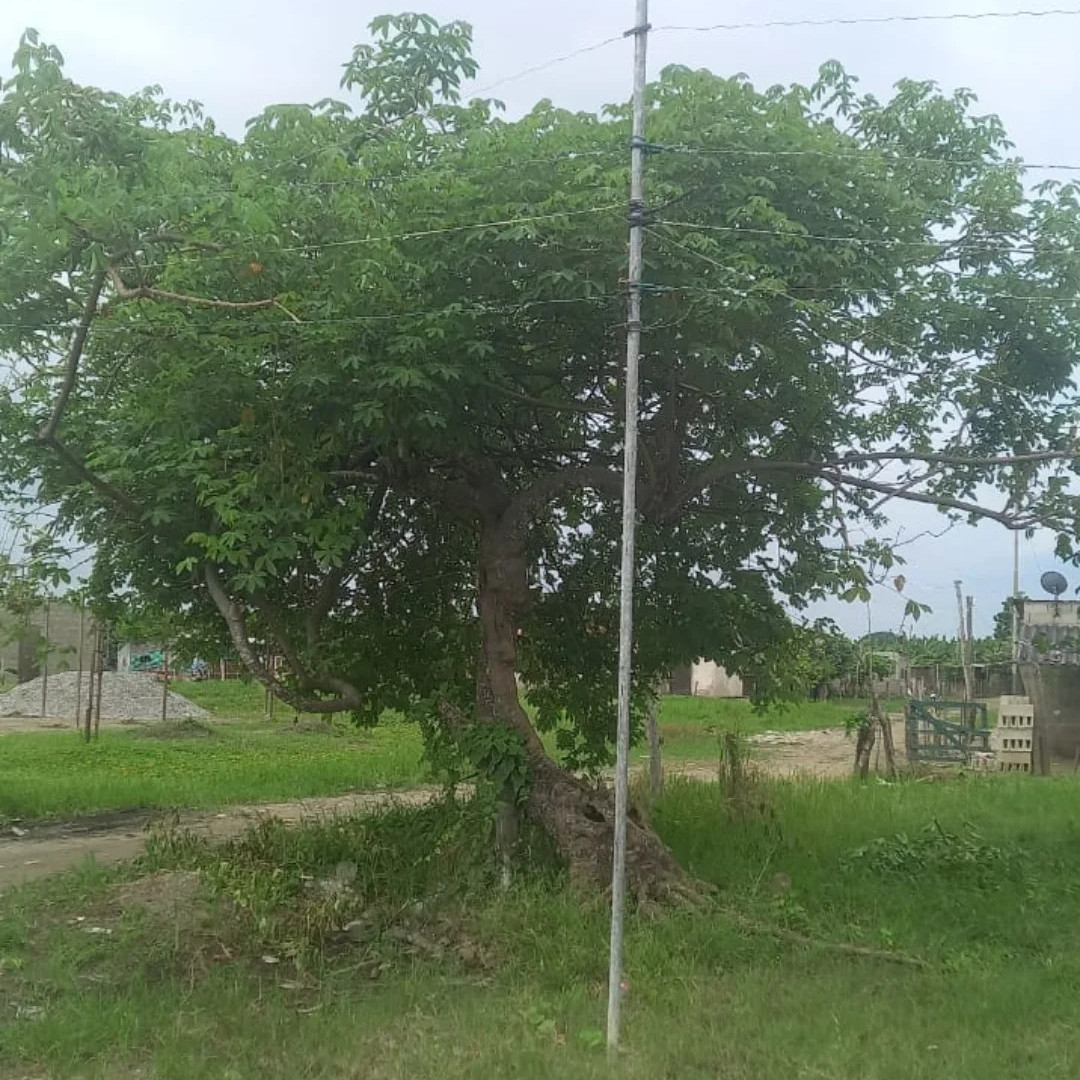 Diario Frontera, Frontera Digital,  Sucesos, ,Niño de 8 años murió por una descarga eléctrica en El Chivo